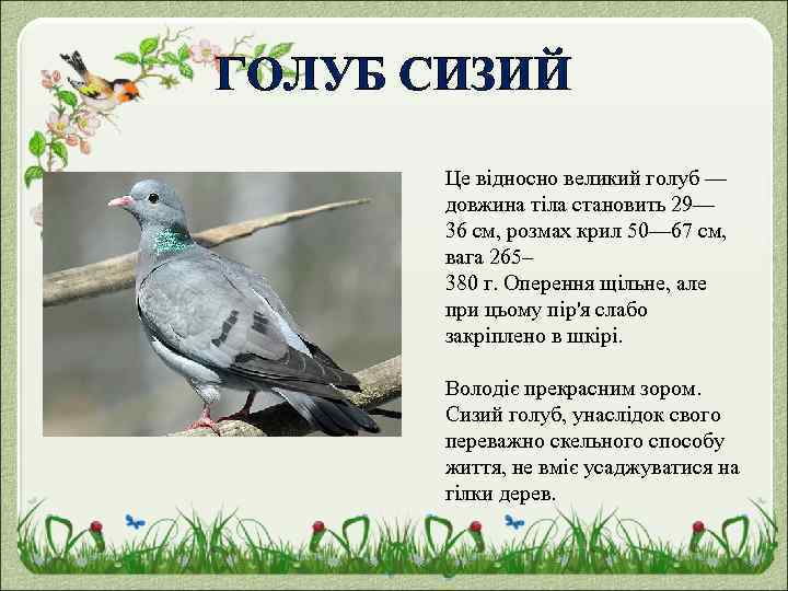 ГОЛУБ СИЗИЙ Це відносно великий голуб — довжина тіла становить 29— 36 см, розмах