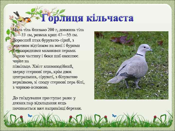 Горлиця кільчаста Маса тіла близько 200 г, довжина тіла 31— 33 см, розмах крил