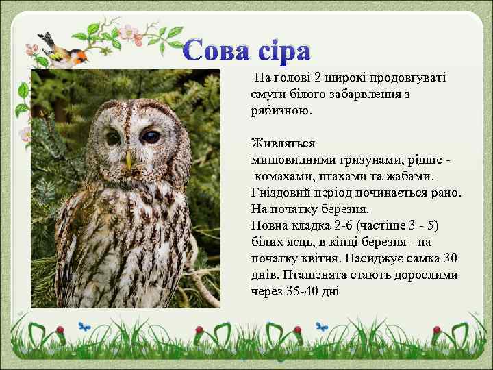 Сова сіра На голові 2 широкі продовгуваті смуги білого забарвлення з рябизною. Живляться мишовидними