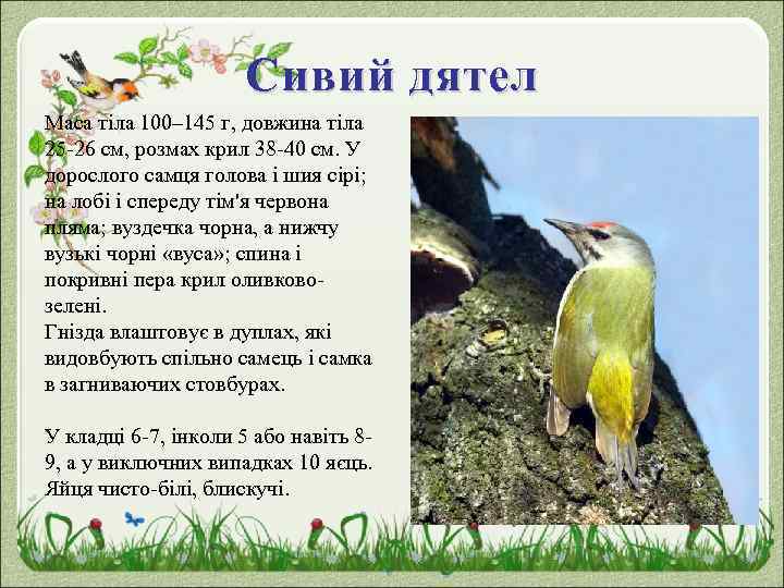 Сивий дятел Маса тіла 100– 145 г, довжина тіла 25 -26 см, розмах крил