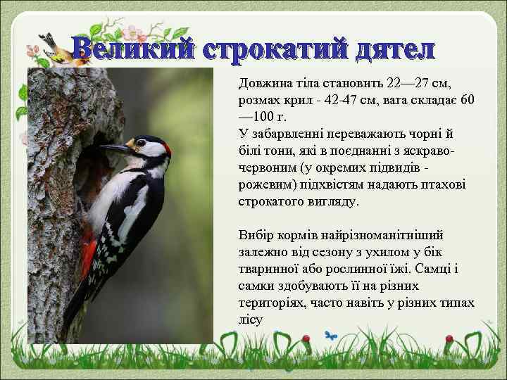 Великий строкатий дятел Довжина тіла становить 22— 27 см, розмах крил - 42 -47