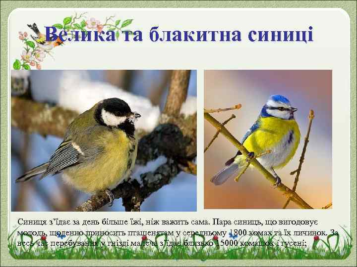 Велика та блакитна синиці Синиця з’їдає за день більше їжі, ніж важить сама. Пара