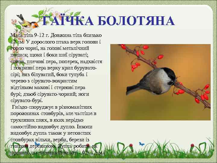 ГАЇЧКА БОЛОТЯНА Маса тіла 9 -12 г. Довжина тіла близько 12 см. У дорослого
