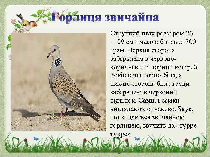 Горлиця звичайна Стрункий птах розміром 26 — 29 см і масою близько 300 грам.