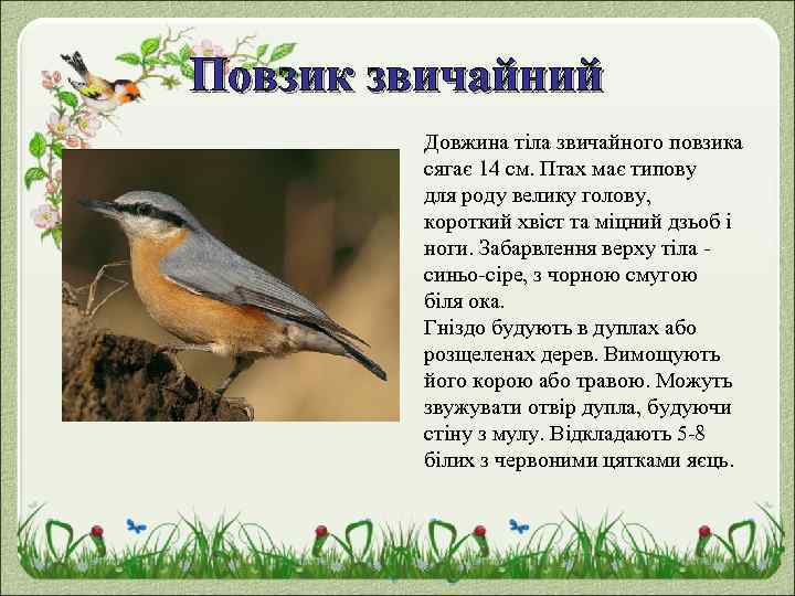 Повзик звичайний Довжина тіла звичайного повзика сягає 14 см. Птах має типову для роду