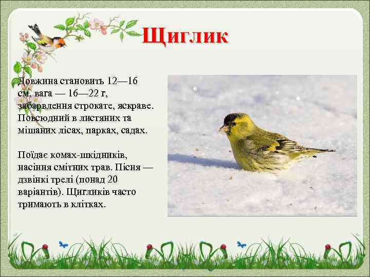 Щиглик Довжина становить 12— 16 см, вага — 16— 22 г, забарвлення строкате, яскраве.