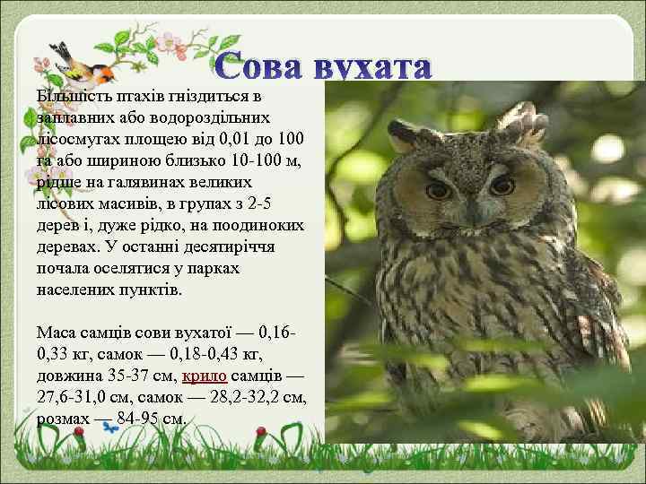 Сова вухата Більшість птахів гніздиться в заплавних або водороздільних лісосмугах площею від 0, 01