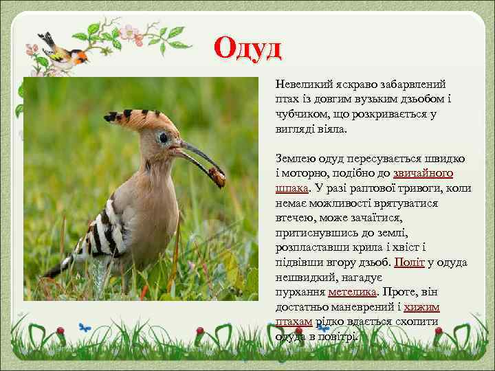 Одуд Невеликий яскраво забарвлений птах із довгим вузьким дзьобом і чубчиком, що розкривається у