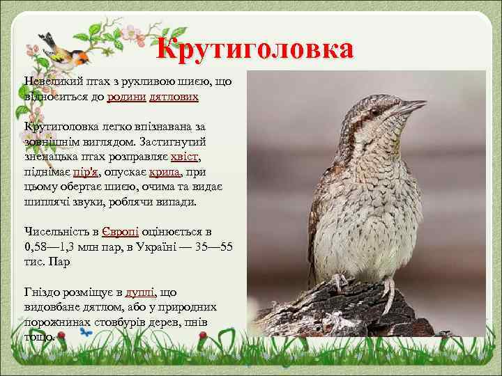 Крутиголовка Невеликий птах з рухливою шиєю, що відноситься до родини дятлових Крутиголовка легко впізнавана