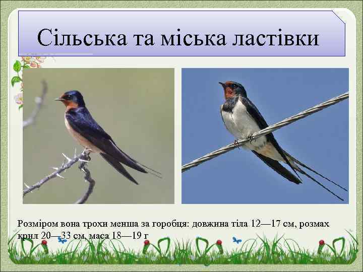 Сільська та міська ластівки Розміром вона трохи менша за горобця: довжина тіла 12— 17