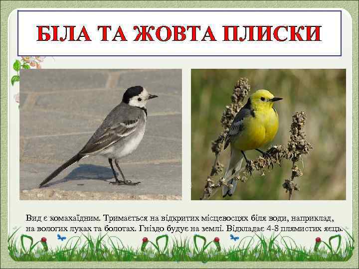 БІЛА ТА ЖОВТА ПЛИСКИ Вид є комахаїдним. Тримається на відкритих місцевосцях біля води, наприклад,
