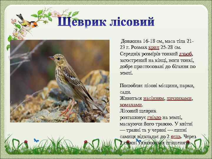  Довжина 16 -18 см, маса тіла 2123 г. Розмах крил 25 -28 см.