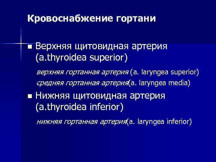 Кровоснабжение гортани n Верхняя щитовидная артерия (a. thyroidea superior) верхняя гортанная артерия (a. laryngea