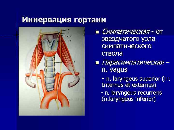 Иннервация гортани n Симпатическая - от n Парасимпатическая – звездчатого узла симпатического ствола n.