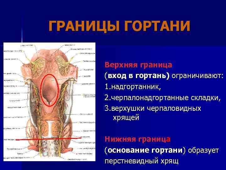 ГРАНИЦЫ ГОРТАНИ Верхняя граница (вход в гортань) ограничивают: 1. надгортанник, 2. черпалонадгортанные складки, 3.