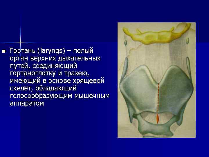 n Гортань (laryngs) – полый орган верхних дыхательных путей, соединяющий гортаноглотку и трахею, имеющий