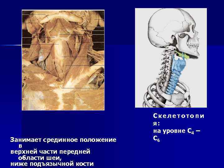 Занимает срединное положение в верхней части передней области шеи, ниже подъязычной кости Скелетотопи я: