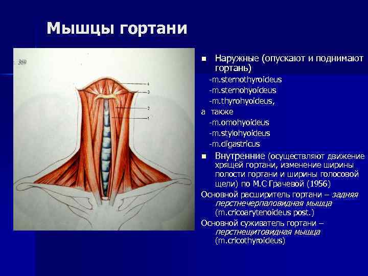 Мышцы гортани n Наружные (опускают и поднимают гортань) -m. sternothyroideus -m. sternohyoideus -m. thyrohyoideus,