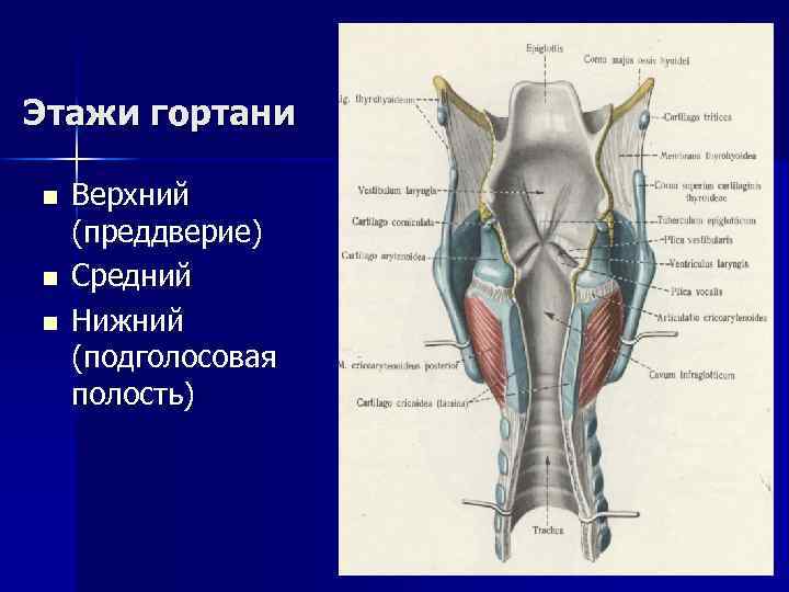 Этажи гортани n n n Верхний (преддверие) Средний Нижний (подголосовая полость) 