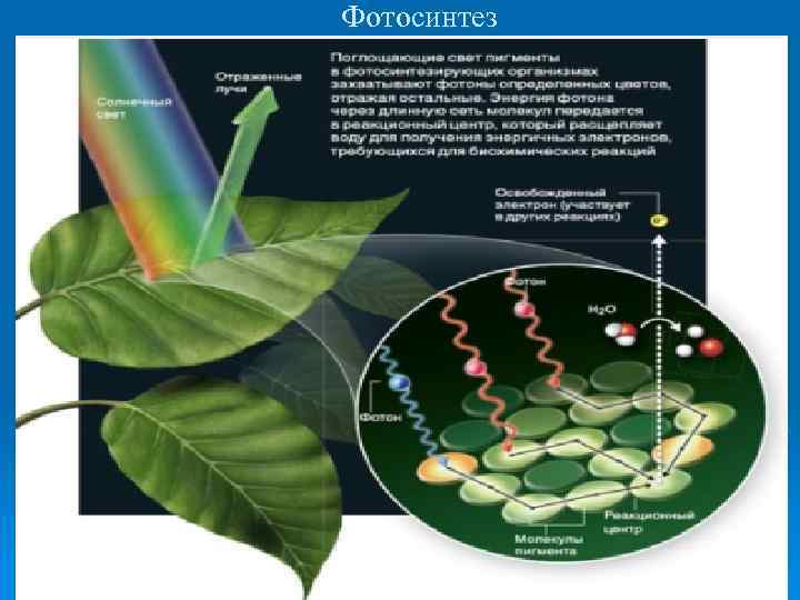 Фотосинтез 