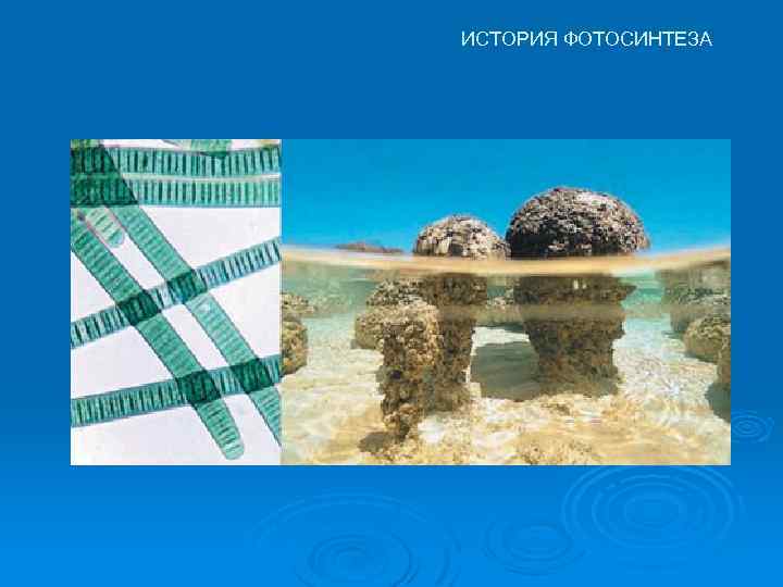 ИСТОРИЯ ФОТОСИНТЕЗА 