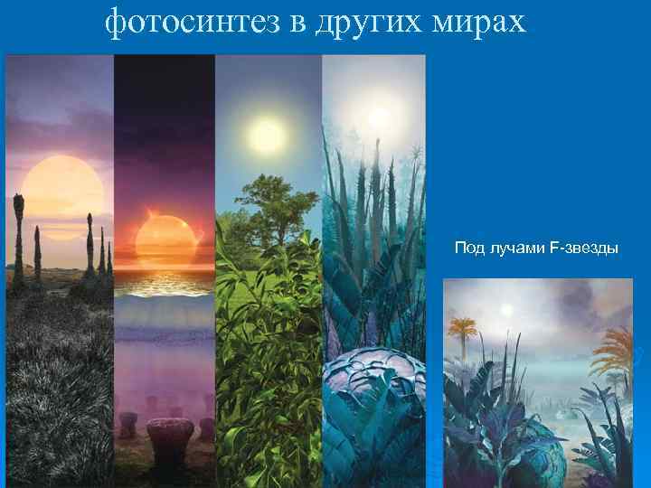 фотосинтез в других мирах Под лучами F-звезды 
