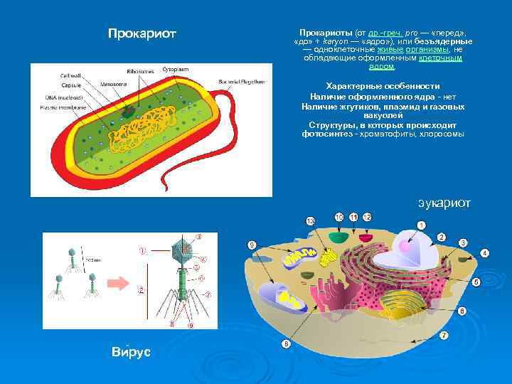 Прокариоты (от др. -греч. pro — «перед» , др. -греч. «до» + karyon —