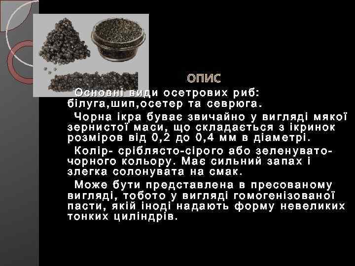  ОПИС Основні види осетрових риб: білуга, шип, осетер та севрюга. Чорна ікра буває