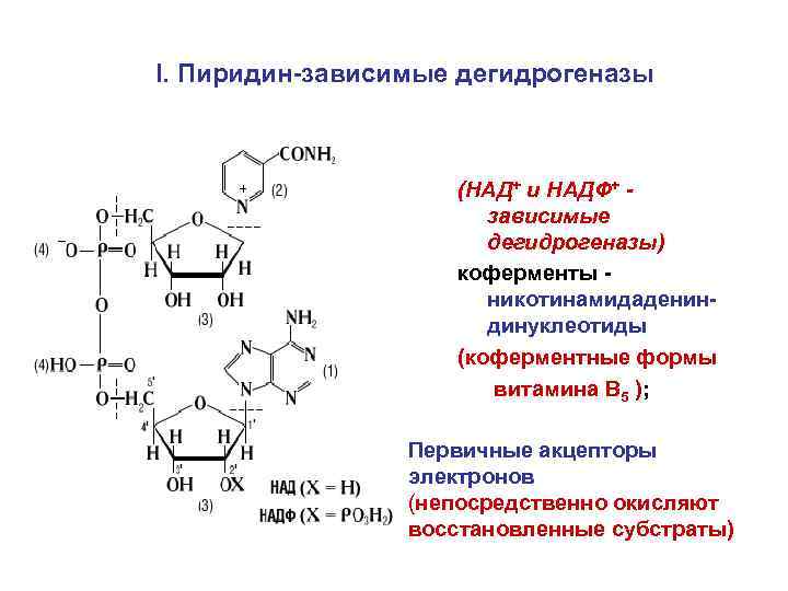 I. Пиридин-зависимые дегидрогеназы (НАД+ и НАДФ+ зависимые дегидрогеназы) коферменты никотинамидадениндинуклеотиды (коферментные формы витамина В