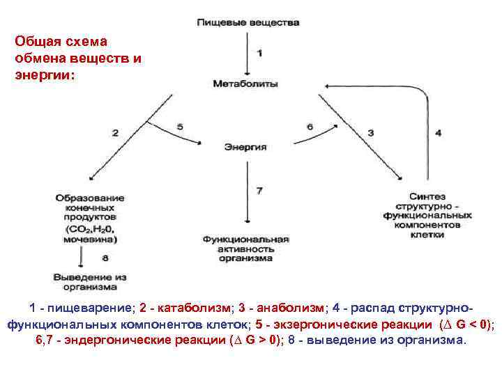 Понятие об обмене энергии схема обмена энергии в организме