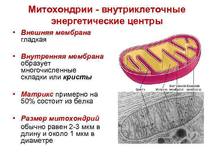 Митохондрии отсутствуют в клетках растений