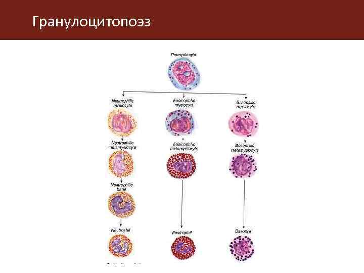 Миелоциты в костном мозге. Гранулоцитопоэз гистология. Схема гранулоцитопоэза. Этапы гранулоцитопоэза. Гранулоцитопоэз клетки.