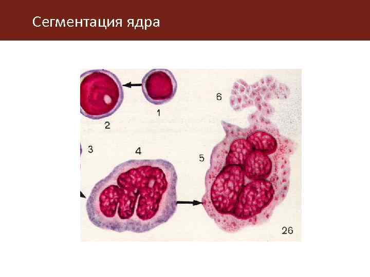 Сегментация ядра 