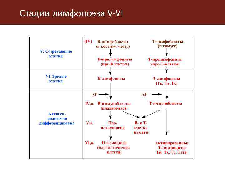 Схема кроветворения человека кратко