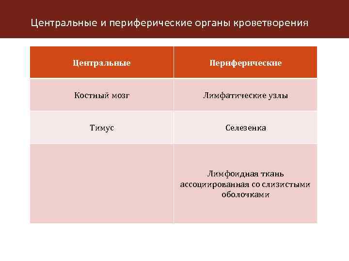 Центральные и периферические органы кроветворения Центральные Периферические Костный мозг Лимфатические узлы Тимус Селезенка Лимфоидная