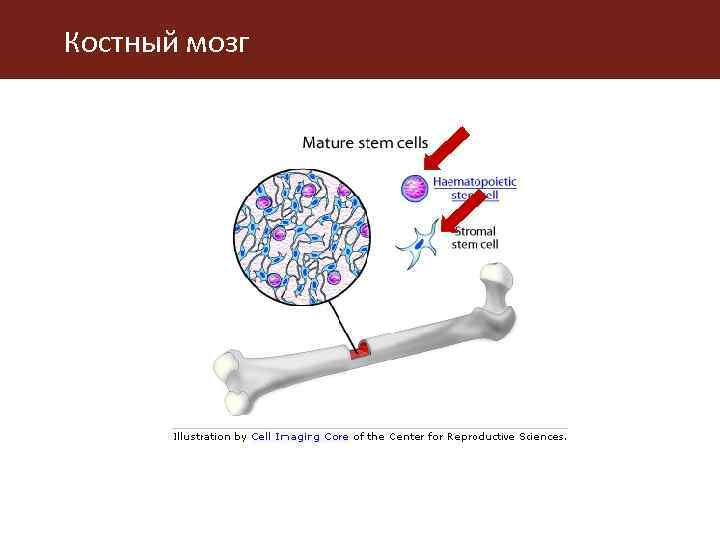 Костный мозг 