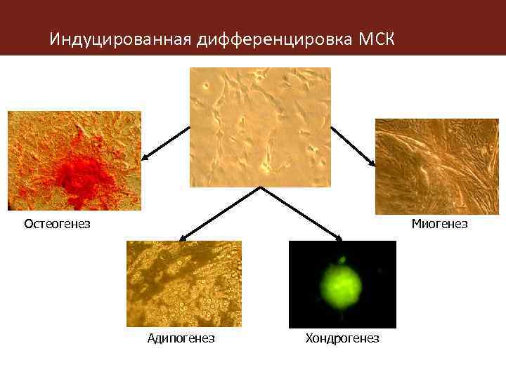Индуцированная дифференцировка МСК Остеогенез Миогенез Адипогенез Хондрогенез 