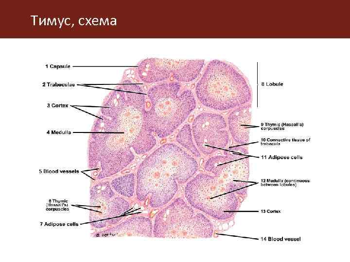 Тимус, схема 