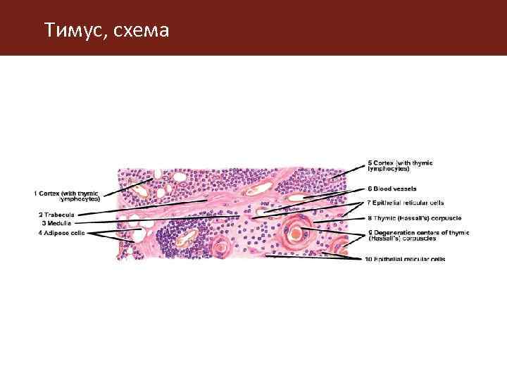 Тимус, схема 