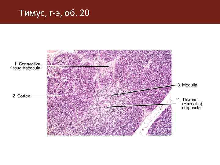 Тимус рисунок препарата