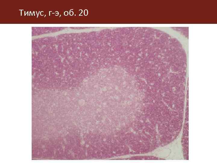 Тимус, г-э, об. 20 