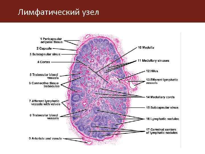 Органы кроветворения схема