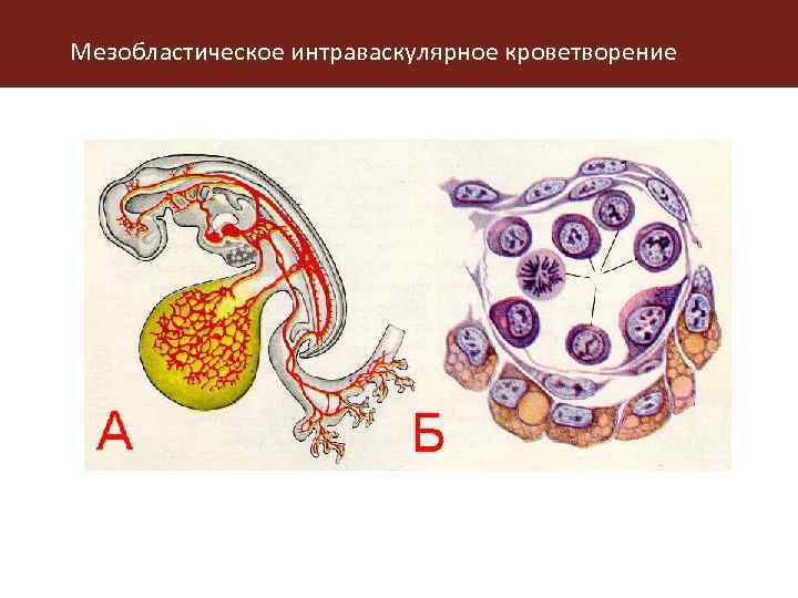 Развитие эритроцитов в стенке желточного мешка происходит