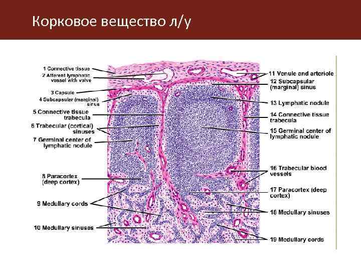 Из чего состоит корковое вещество. Органы кроветворения схема. Органы кроветворения.