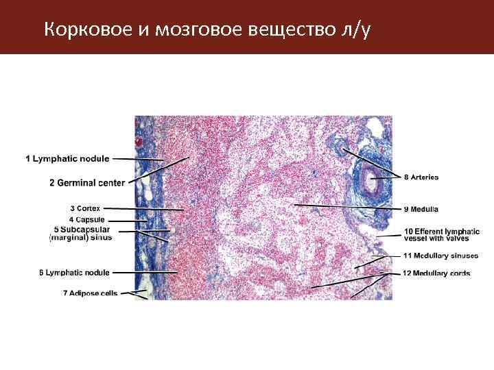 Схема кроветворения по и л черткову и а и воробьеву