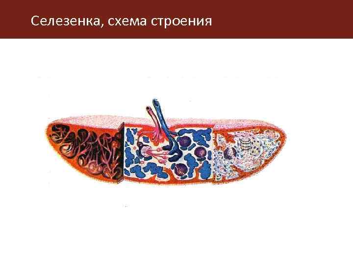 Селезенка, схема строения 