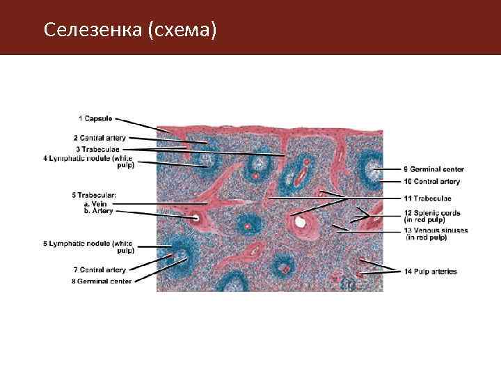 Селезенка схема. Схема строения селезенки гистология. Селезенка гистология препарат. Селезенка гистология схема. Кровоснабжение селезенки гистология.
