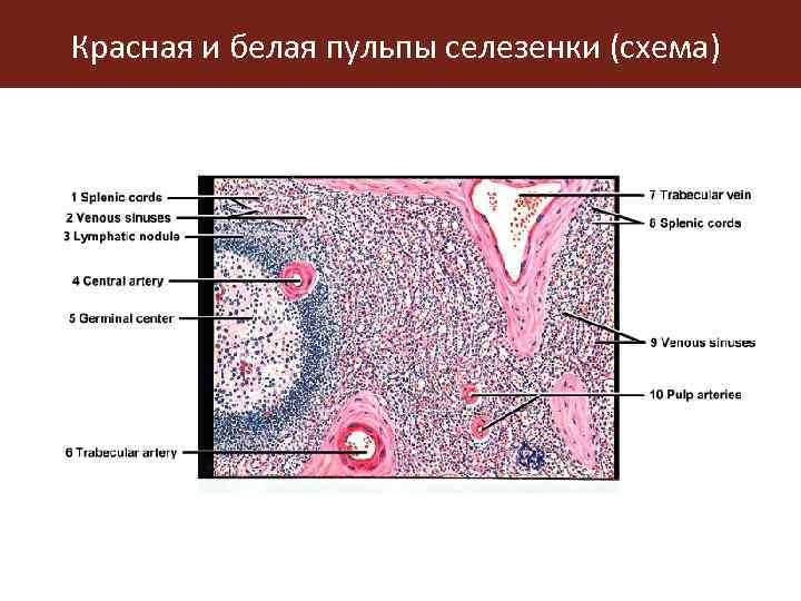 Селезенка гистология препарат рисунок