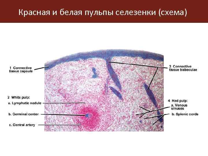 Белая схема и красная схема