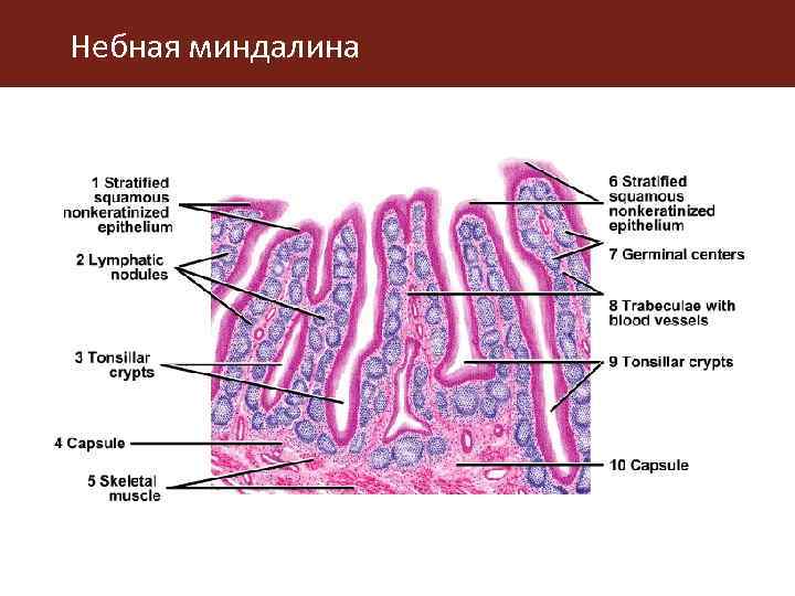 Небная миндалина гистология рисунок